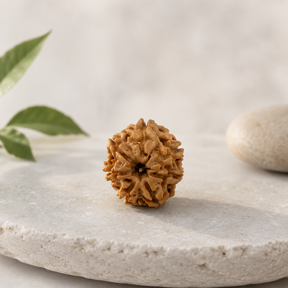 Saat Mukhi Rudraksha