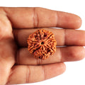 Nepal Origin 7 Mukhi Rudraksha (17mm–22mm)